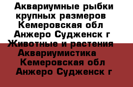 Аквариумные рыбки крупных размеров - Кемеровская обл., Анжеро-Судженск г. Животные и растения » Аквариумистика   . Кемеровская обл.,Анжеро-Судженск г.